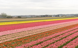 LisserTulpenvelden