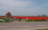 Tulpenveld