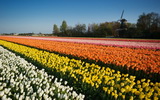 Tulpenveld1